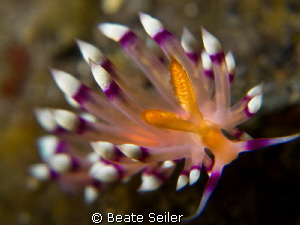 Flabellina by Beate Seiler 